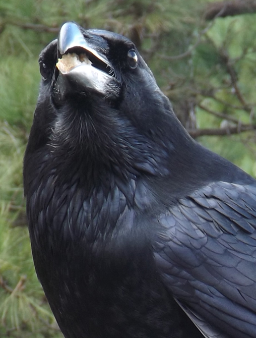 TetZoo's tweet photo. People like #Raven photos then. This is the fairly tame (but wild) pair my wife and I encountered on La Palma, Canary Islands. They sang for food and I also gave them water via a bottle lid. #corvids #crows #passerines #birds https://t.co/NGQMI0DoOs