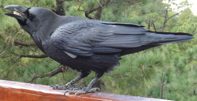 TetZoo's tweet photo. People like #Raven photos then. This is the fairly tame (but wild) pair my wife and I encountered on La Palma, Canary Islands. They sang for food and I also gave them water via a bottle lid. #corvids #crows #passerines #birds https://t.co/NGQMI0DoOs