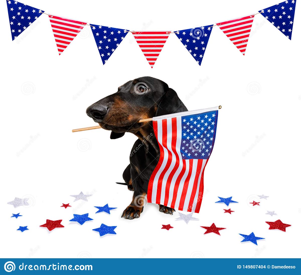 Weenie Dogs ❤️ (@weeniedogs4life) on Twitter photo 