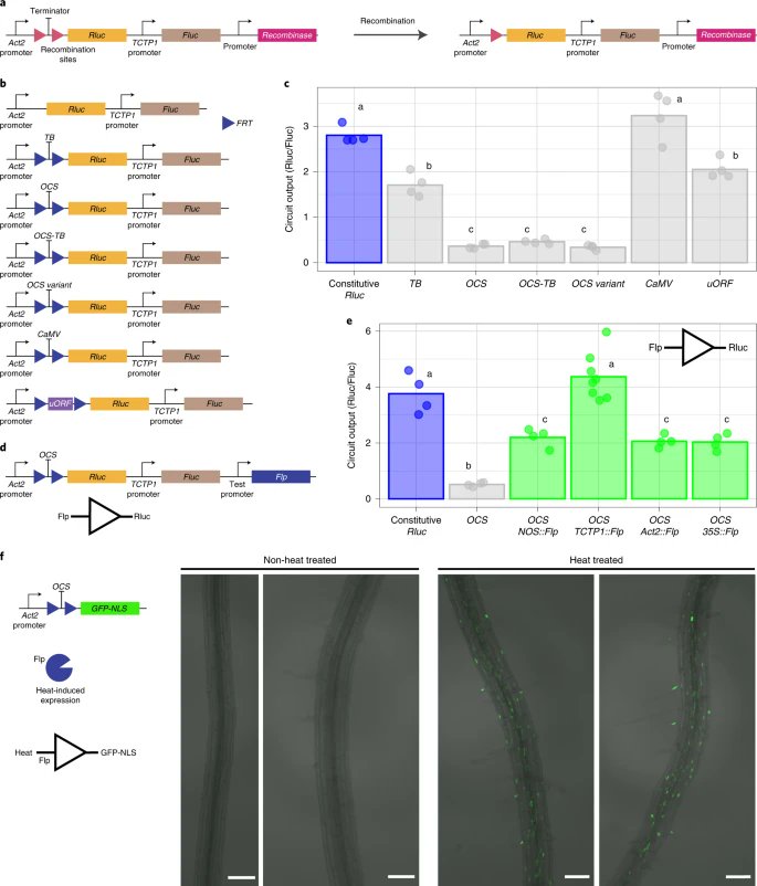 Synthetic memory circuits for stable cell reprogramming in plants go.nature.com/3ONp6zl