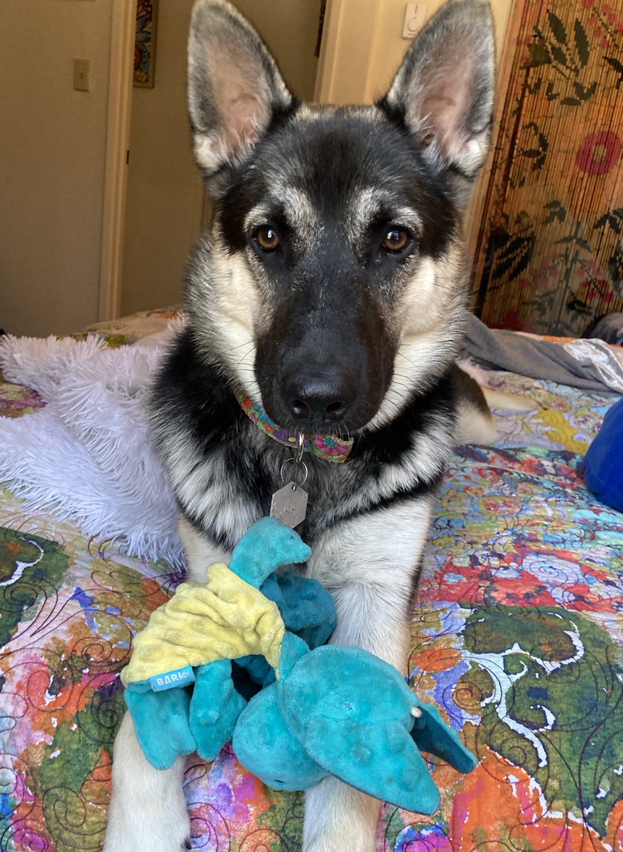 chantelflyzz's tweet photo. happy 2nd birthday to my sweet, sweet girl iris! can’t wait for more adventures with u 💜🌈 https://t.co/FG1NOQHVCC