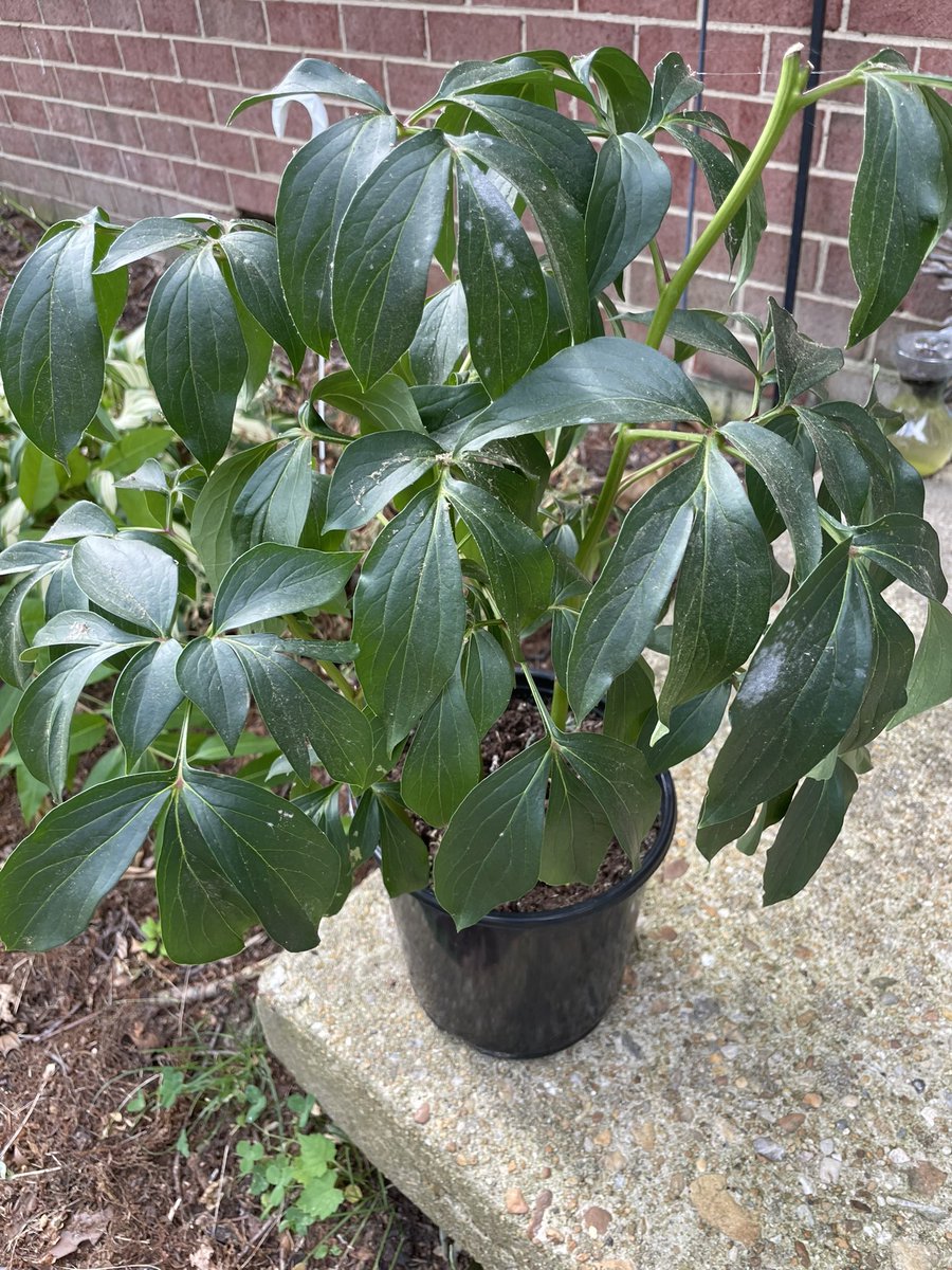 dbesmaevr's tweet photo. @lewisginter @CarMax What is this plant? I need help it’s a rescue https://t.co/51nBYTrMSo