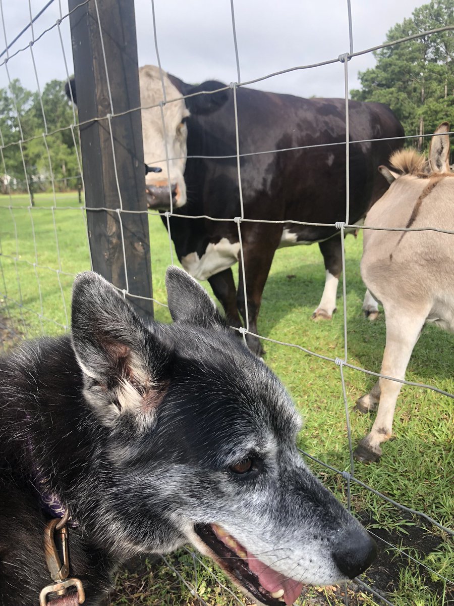 WonRogers's tweet photo. On our walk today we brought our friends some treats. Pregnant Sally and her mini friend Charlie Brown.  @HannuhMorgan #COWBOY #Farming #AnimalKingdom #dog #Happy4thofJuly #America #freedom https://t.co/LRTqTdjZ7Z
