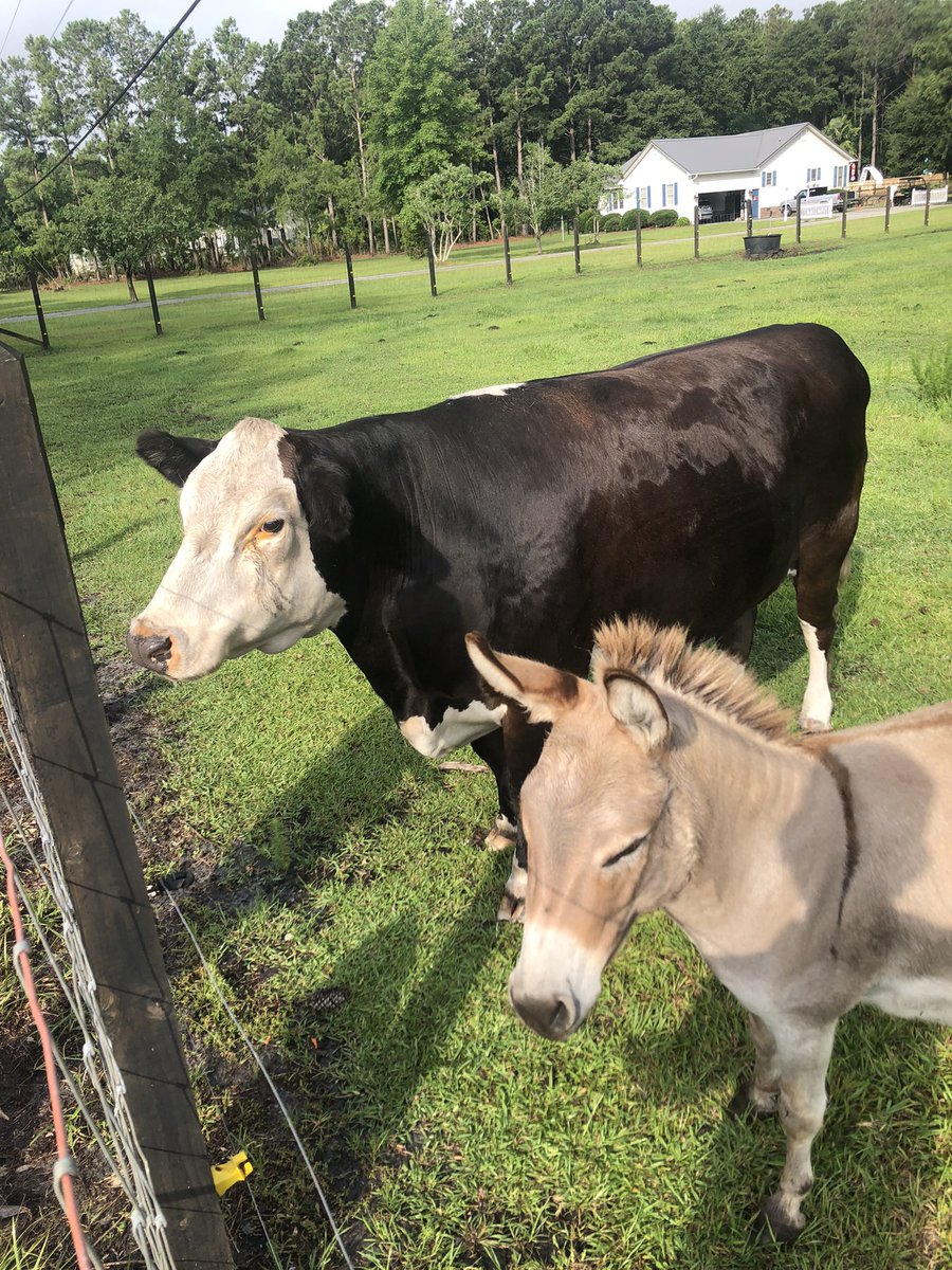 WonRogers's tweet photo. On our walk today we brought our friends some treats. Pregnant Sally and her mini friend Charlie Brown.  @HannuhMorgan #COWBOY #Farming #AnimalKingdom #dog #Happy4thofJuly #America #freedom https://t.co/LRTqTdjZ7Z