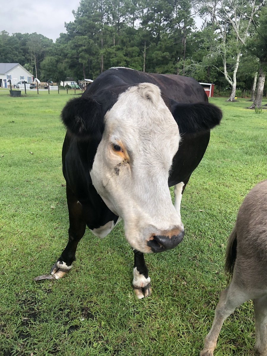 WonRogers's tweet photo. On our walk today we brought our friends some treats. Pregnant Sally and her mini friend Charlie Brown.  @HannuhMorgan #COWBOY #Farming #AnimalKingdom #dog #Happy4thofJuly #America #freedom https://t.co/LRTqTdjZ7Z