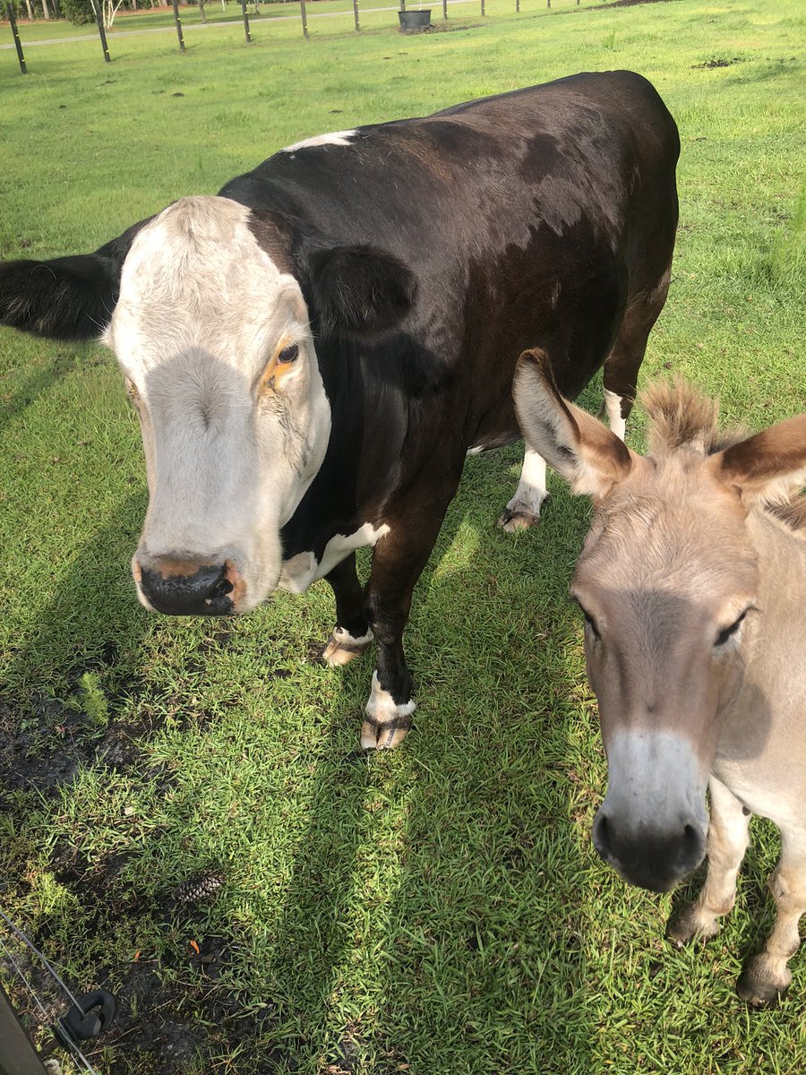 WonRogers's tweet photo. On our walk today we brought our friends some treats. Pregnant Sally and her mini friend Charlie Brown.  @HannuhMorgan #COWBOY #Farming #AnimalKingdom #dog #Happy4thofJuly #America #freedom https://t.co/LRTqTdjZ7Z