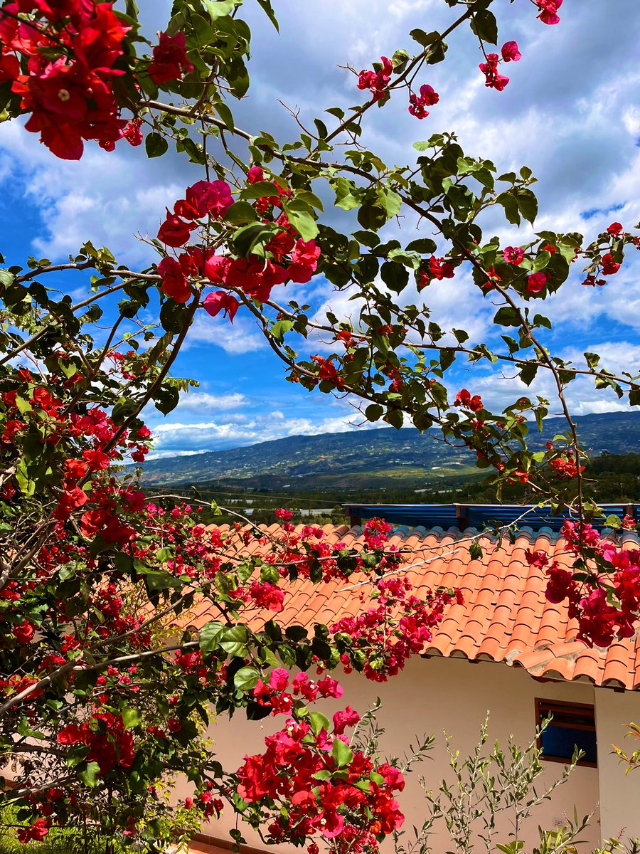 Luzadrianapico's tweet photo. ¡Colombia tierra de encanto! 🇨🇴 🌺 https://t.co/RysucXe828