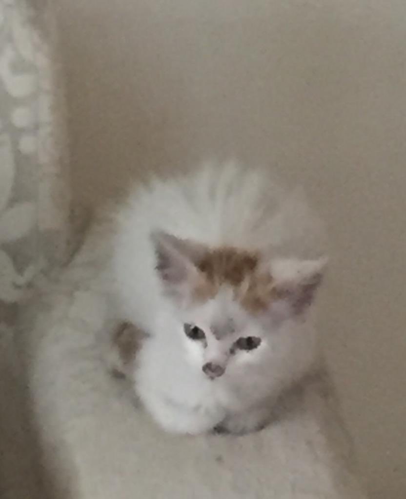 Plus de dix-huit mois après la disparition soudaine de son prédécesseur, le poste du « Chat de Chancellerie « est rempli à nouveau. Toute l’équipe de l’Ambassade d’Allemagne partage sa joie de compter « Neige » dans ses rangs.