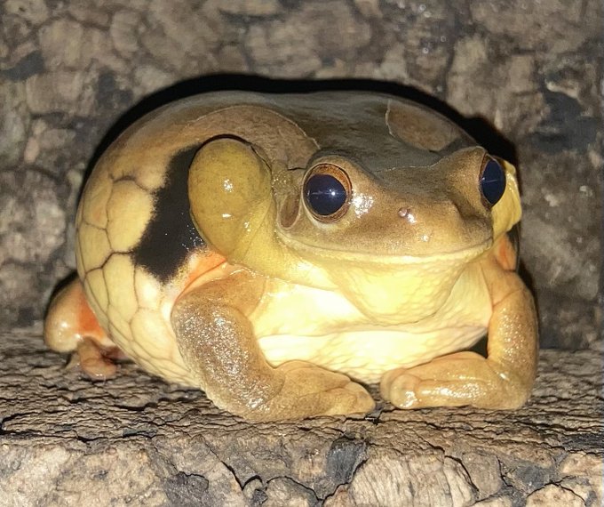 オンラインショッピング カエル かわづ かわず 蛙 両生類 カエルの王様 動物 かわいい シール ステッカー50枚sl Old Enactus Kg