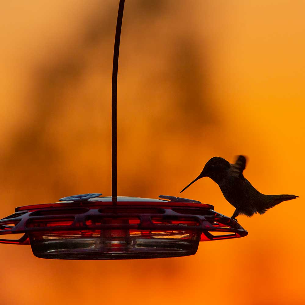 Here are our top 5 hummingbird feeders!
zcu.io/2Fyb