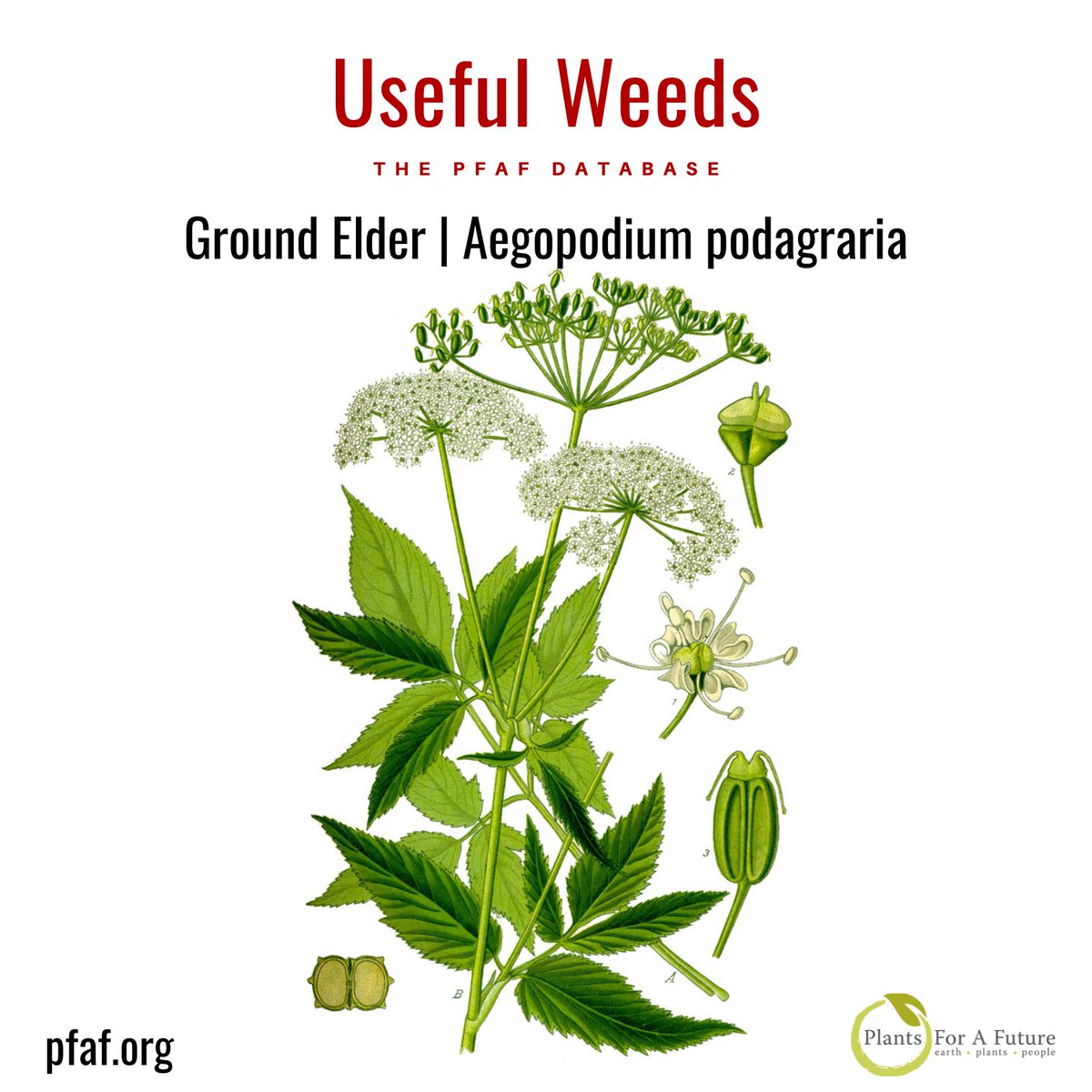 Ground Elder | Aegopodium podagraria. Ground Elder has a long history of edible and medicinal use; it was cultivated as a food crop and medicinal herb in the Middle Ages. pfaf.org/user/plant.asp…