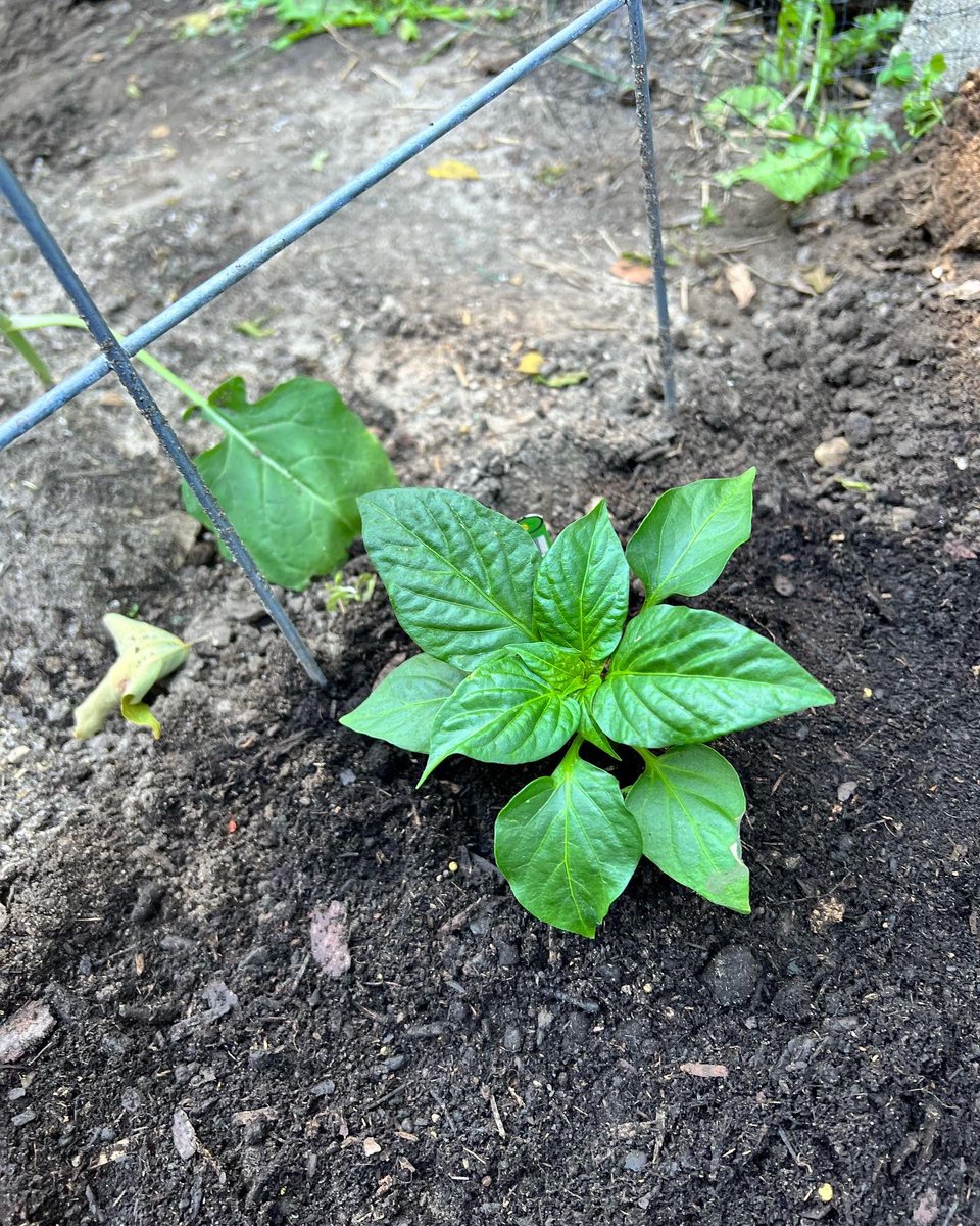 My Sriracha and cayenne peppers 🌶🌶🌶 are coming in quite nicely 🔥 

Follow The Dreadhead Gardener 

tiktok.com/@thedreadheadg…

youtube.com/c/TheDreadHead…

#garden #gardening #gardenlife #gardener #thedreadheadgardener #gardening101 #gardenhacks #greenthumb #sriracha #cayennepepper