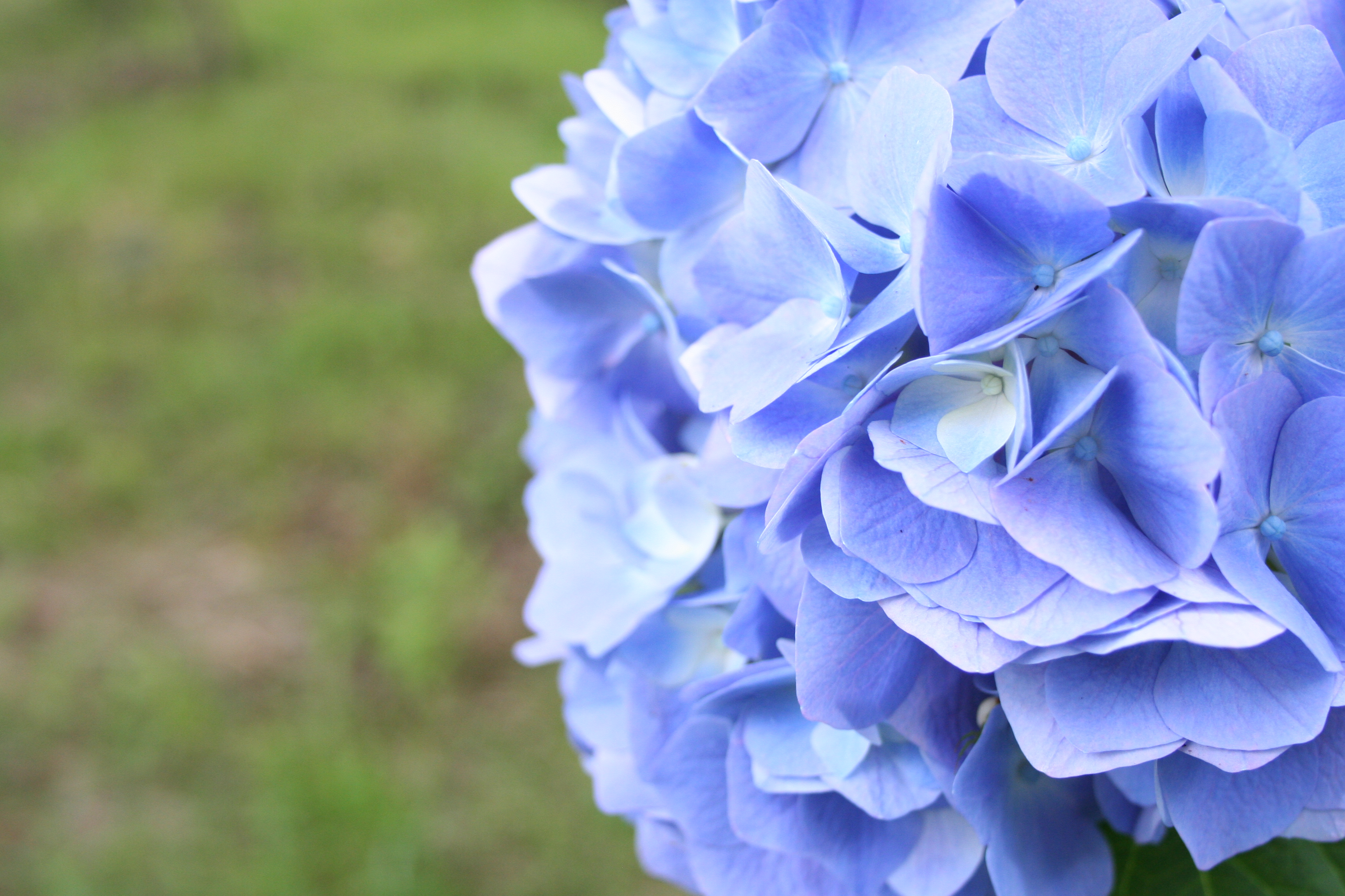 浪花浩和naniwa Hirokazu 梅雨の想い出 Gallery T Co 1ycanjixbw 写真 フォト Photo 梅雨 花 Flower 紫陽花 Hydrangea T Co Xvdjb2rzcu Twitter