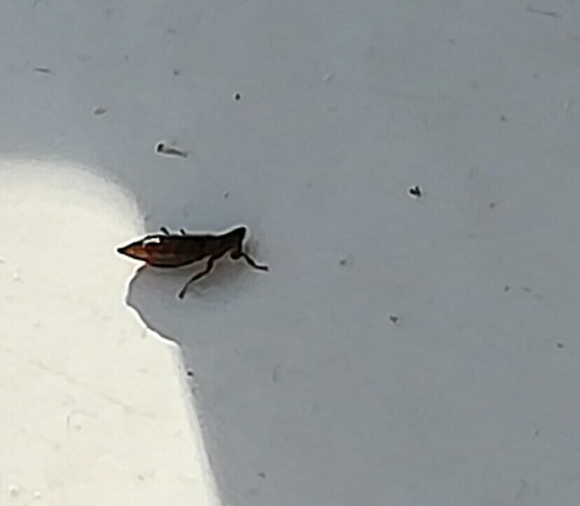 vonAVENdeForum's tweet photo. #Insekt #stechen
ca 0,5 cm, sehr schmal, metallisch glänzend, der schmale #Körper ist sehr beweglich, kann auch springen u hat am langen Hintern einen #Stachel. Als Gärtner würde ich sagen, sieht wie ein Thrips aus, aber d stechen doch keine #Menschen?
Jemand eine Idee?
Bitte #RT https://t.co/3LQmtSaSkr