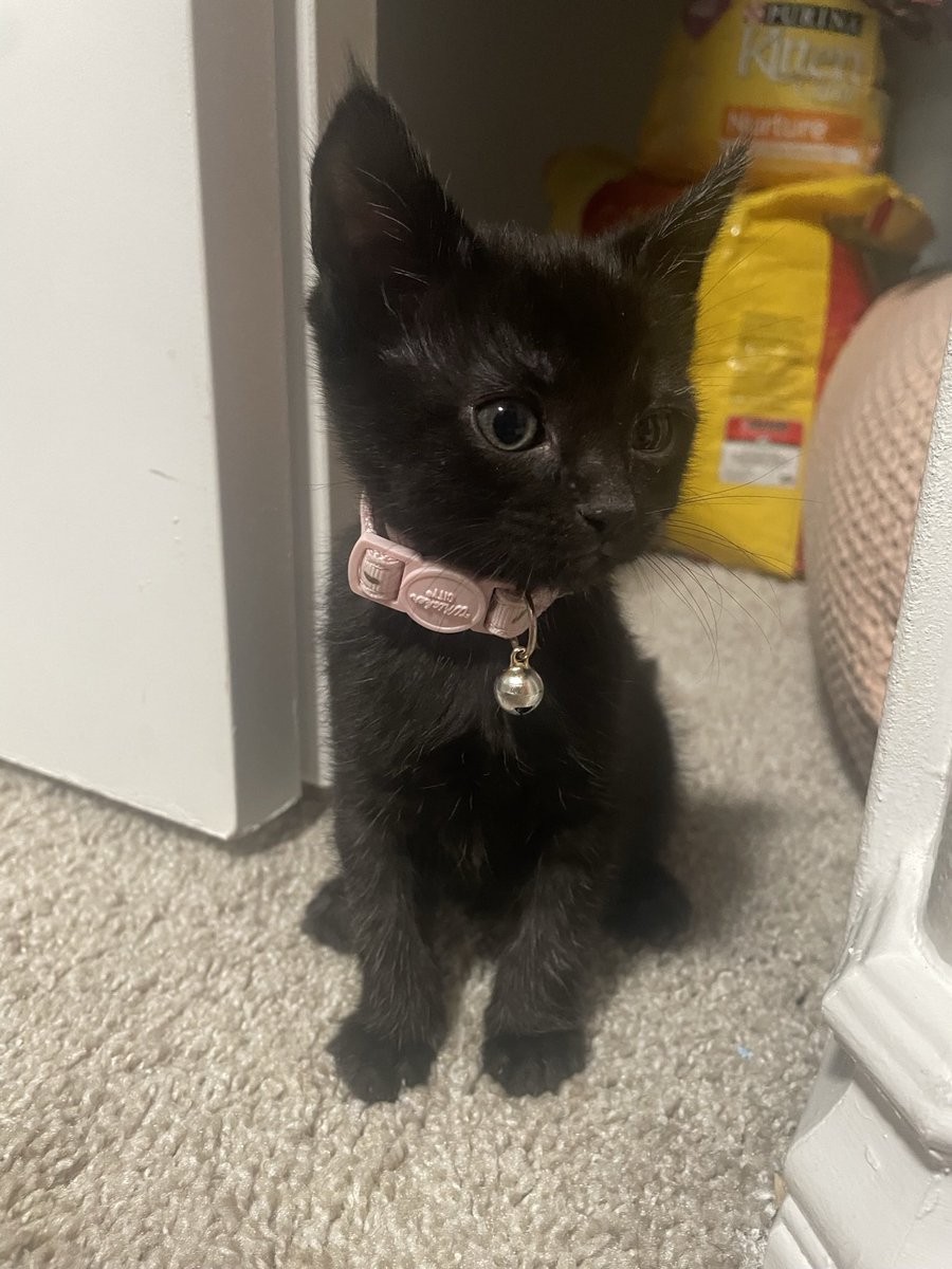 Gabbymarisol's tweet photo. say hello to salem 🐈‍⬛ https://t.co/3ViJJQk7o3