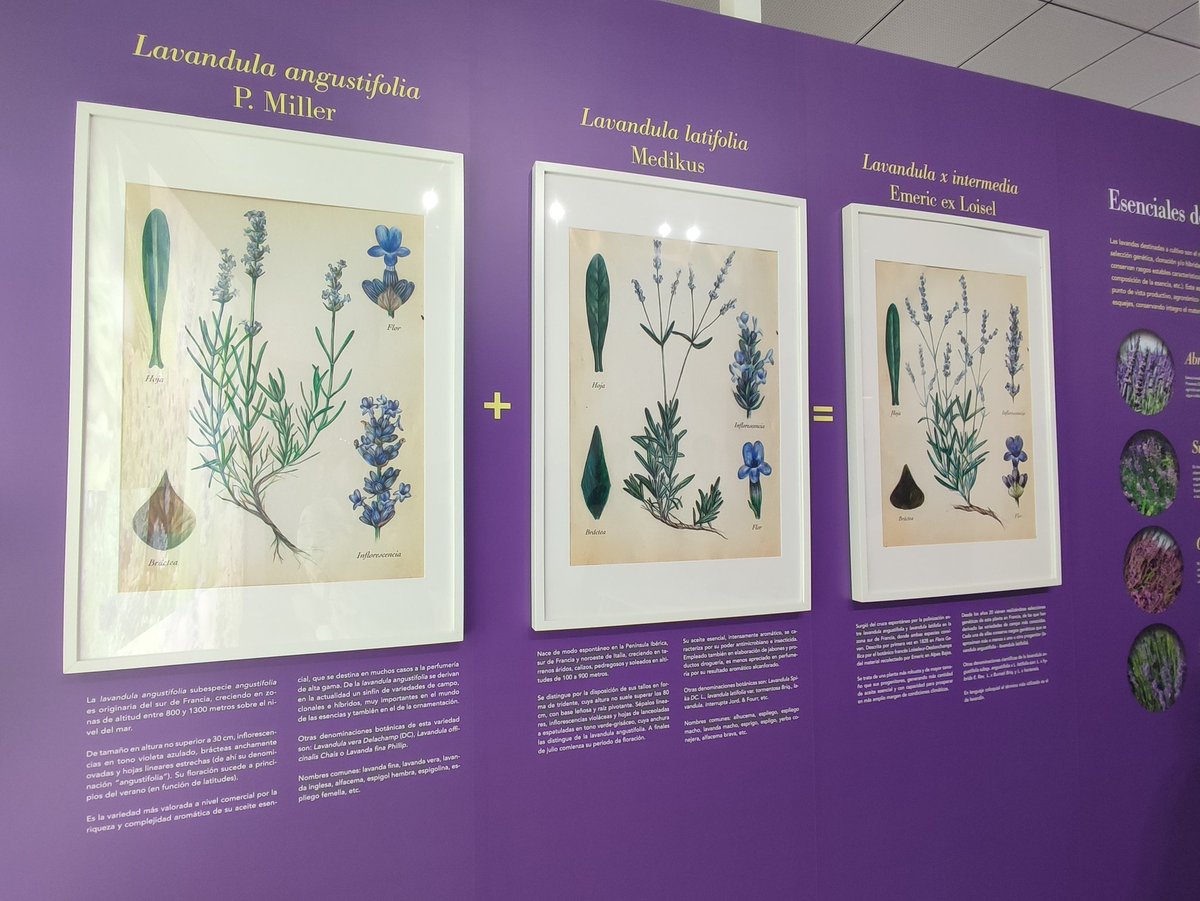 Descubriendo lugares y espacios únicos y especiales.#1
<a href="/tiedradelavanda/">tiedradelavanda</a> 
Único centro de interpretación de lavanda en España, curioso e interesante para aprender y disfrutar.
#tiedra #lavanda #Valladolid <a href="/SienteCyL/">Siente Castilla y León</a> 
#aromas #esencia #mundorural #pueblos #cultura #experiencias