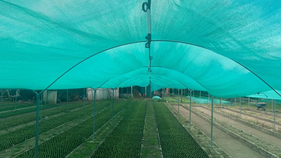 ElferNeira's tweet photo. #PonchoVerde se prepara con 500 mil árboles en el vivero tartar en la provincia de Cajamarca. Promovemos infraestructura verde y activos ambientales/productivos. Palto, capuli, pino, eucalipto y otros @MesiasGuevara @FicoTenorio @midagriperu @SerforPeru @agroruralPER @UEFSA_PERU https://t.co/dO2bOw8Pgz