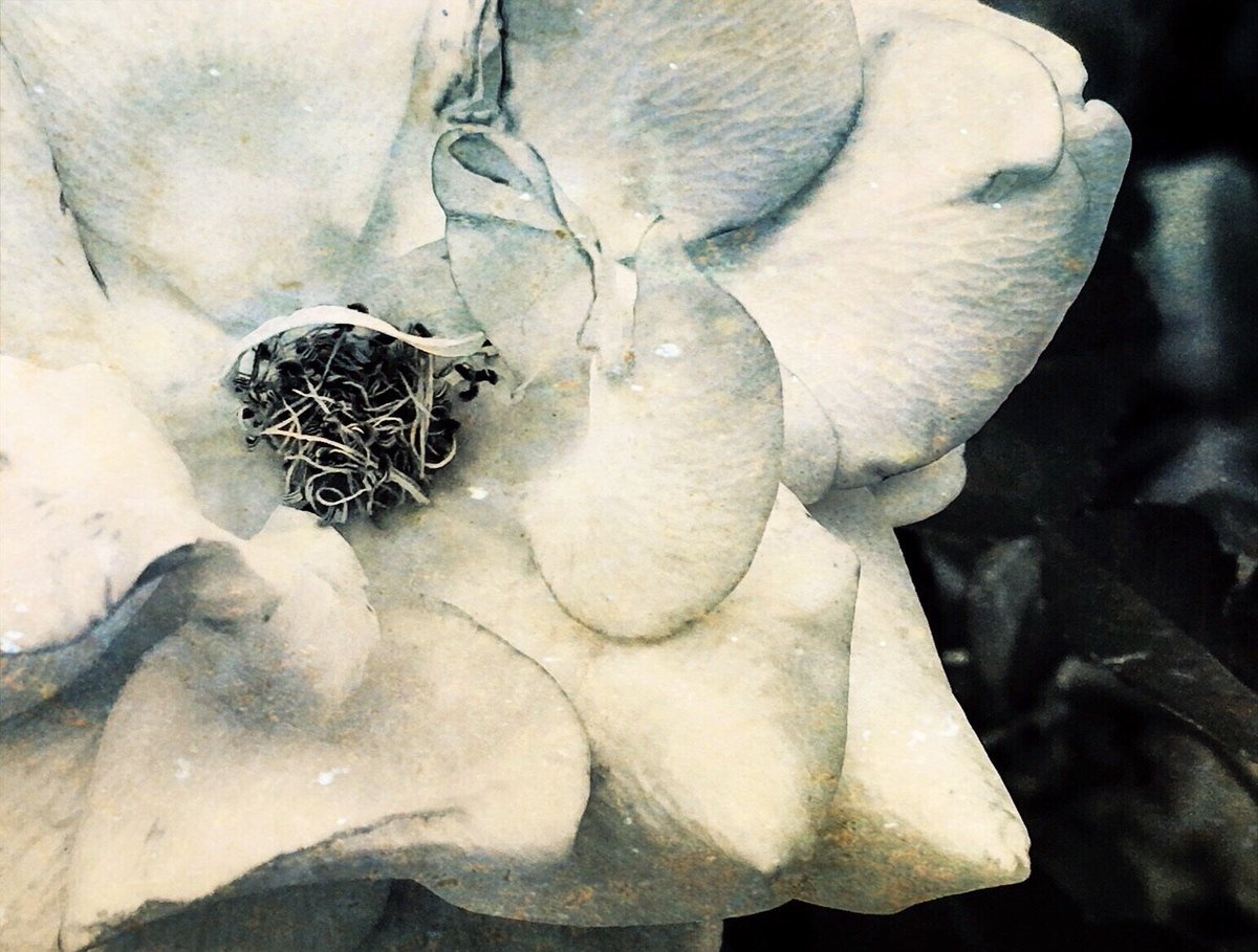 🚶🏻‍♂️Riccardo tweet media