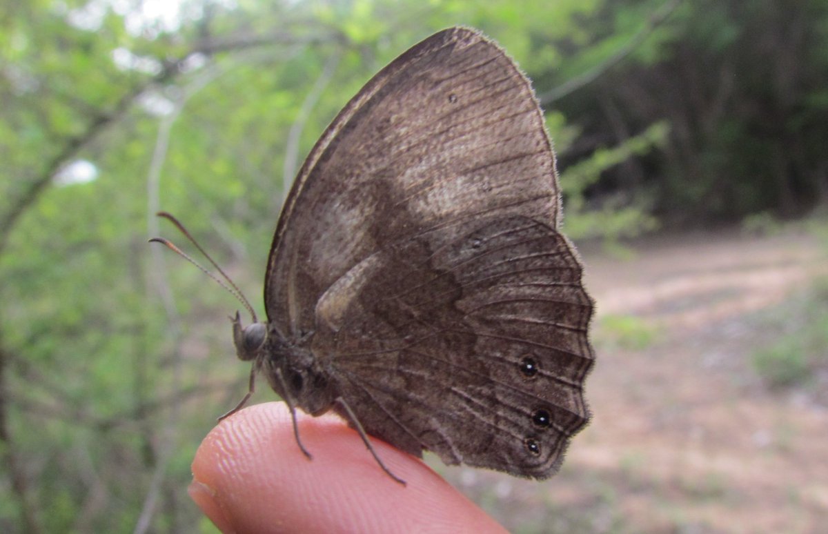 Joseph Izang tweet media