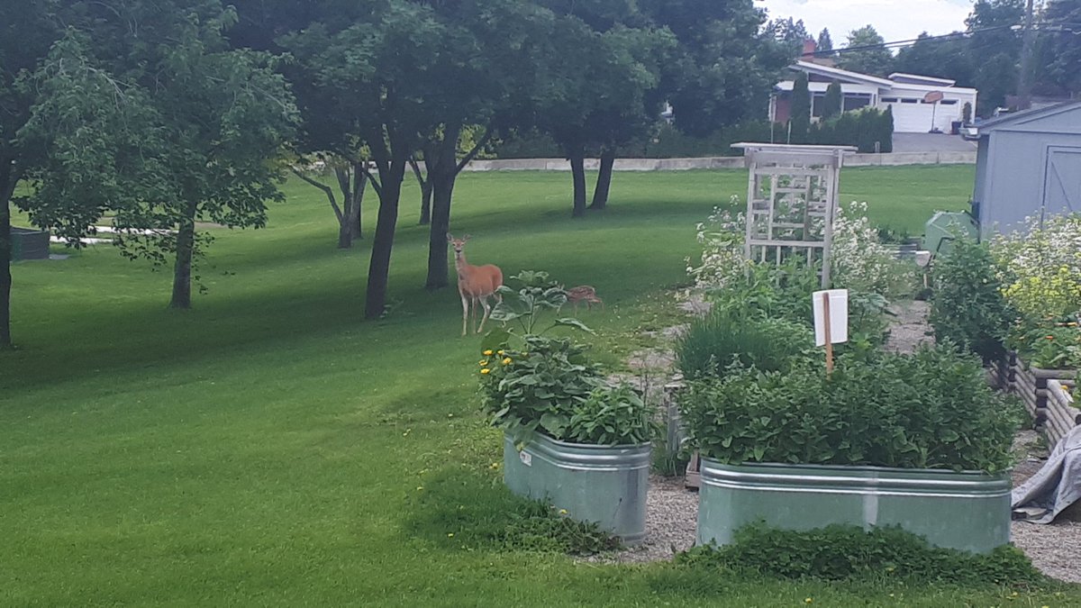 Kidston Elementary tweet media