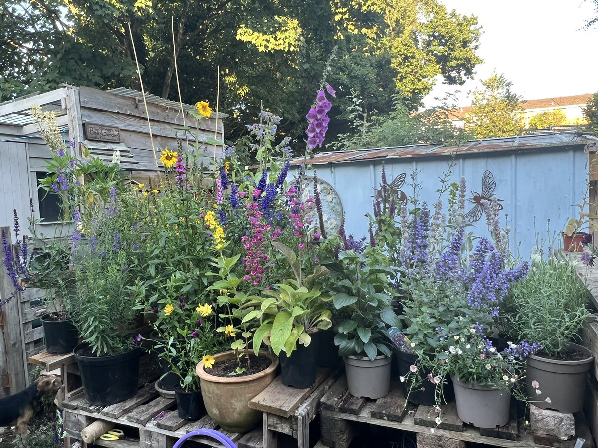 wildflowerman60's tweet photo. Had a shift round on the #beebench 19 high pollen and nectar !! I left 1 off the listπππ±π±πand my sunflowers in the background #SunflowerChallenge2022 https://t.co/3O2oFKRcav