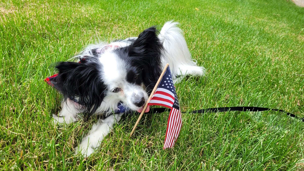 JackThePapillon's tweet photo. Happy 4th Everyone! Try not to get scared by the fireworks! https://t.co/NyQ3yjBzpL
