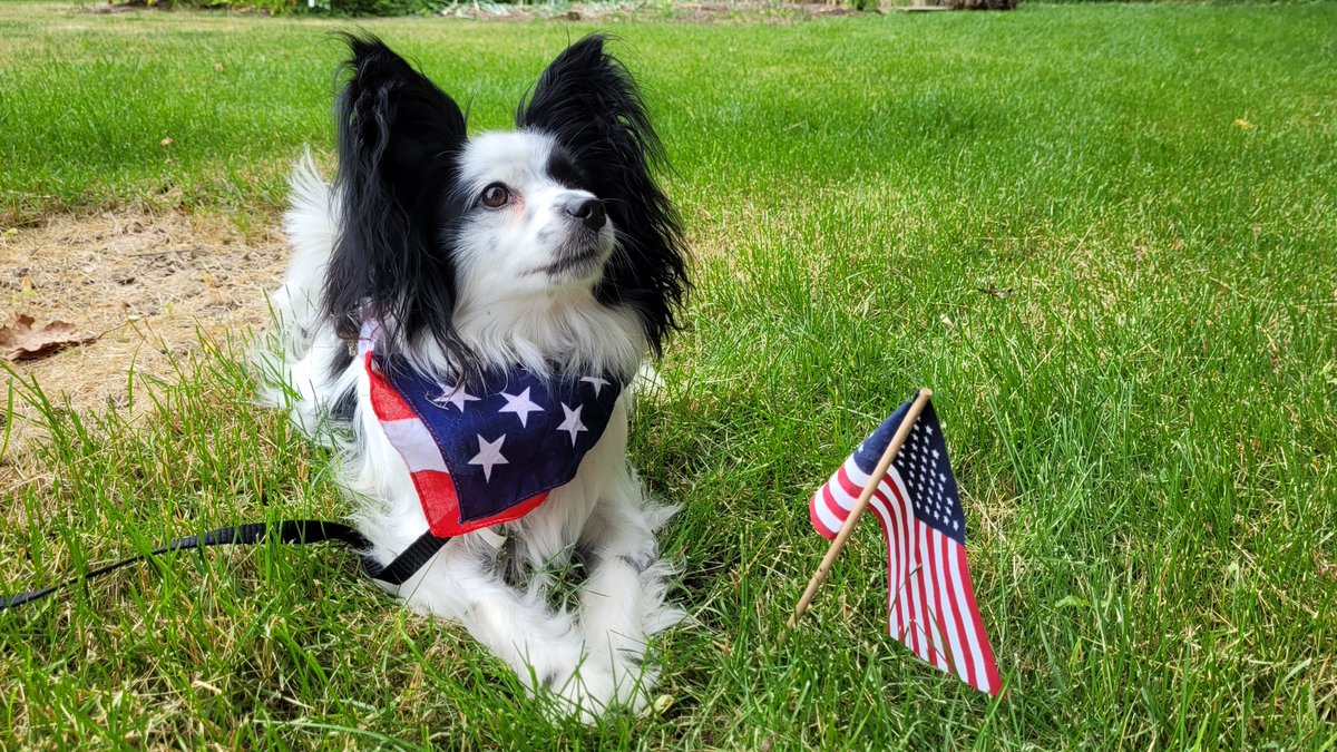 JackThePapillon's tweet photo. Happy 4th Everyone! Try not to get scared by the fireworks! https://t.co/NyQ3yjBzpL