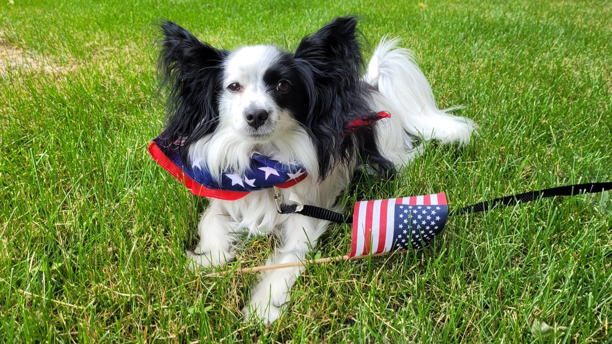 JackThePapillon's tweet photo. Happy 4th Everyone! Try not to get scared by the fireworks! https://t.co/NyQ3yjBzpL