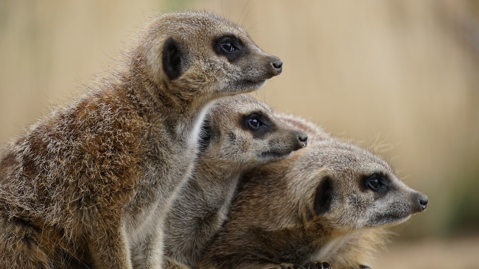 CretsKenya's tweet photo. Meerkat
is a small mongoose found in Kenya . It is characterised by a broad head, large eyes, a pointed snout, long legs, a thin tapering tail, and a brindled coat 
#visitkenya #magicalkenya #kenyasafari #masaimarasafari #wildebeestmigration #wildbeestmigration #Tourism #Travel https://t.co/DQbRXBIawH