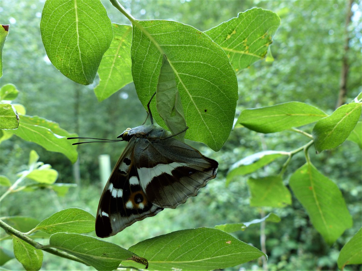 MatthewOates76's tweet image. By happy chance, I arrived in my local Glos wood this afternoon just in time to find 'Jacob', who's been featured on Twitter since last Oct when he was a small larva, hanging upside down on his pupal case. An hour later he sunned himself, and took off...