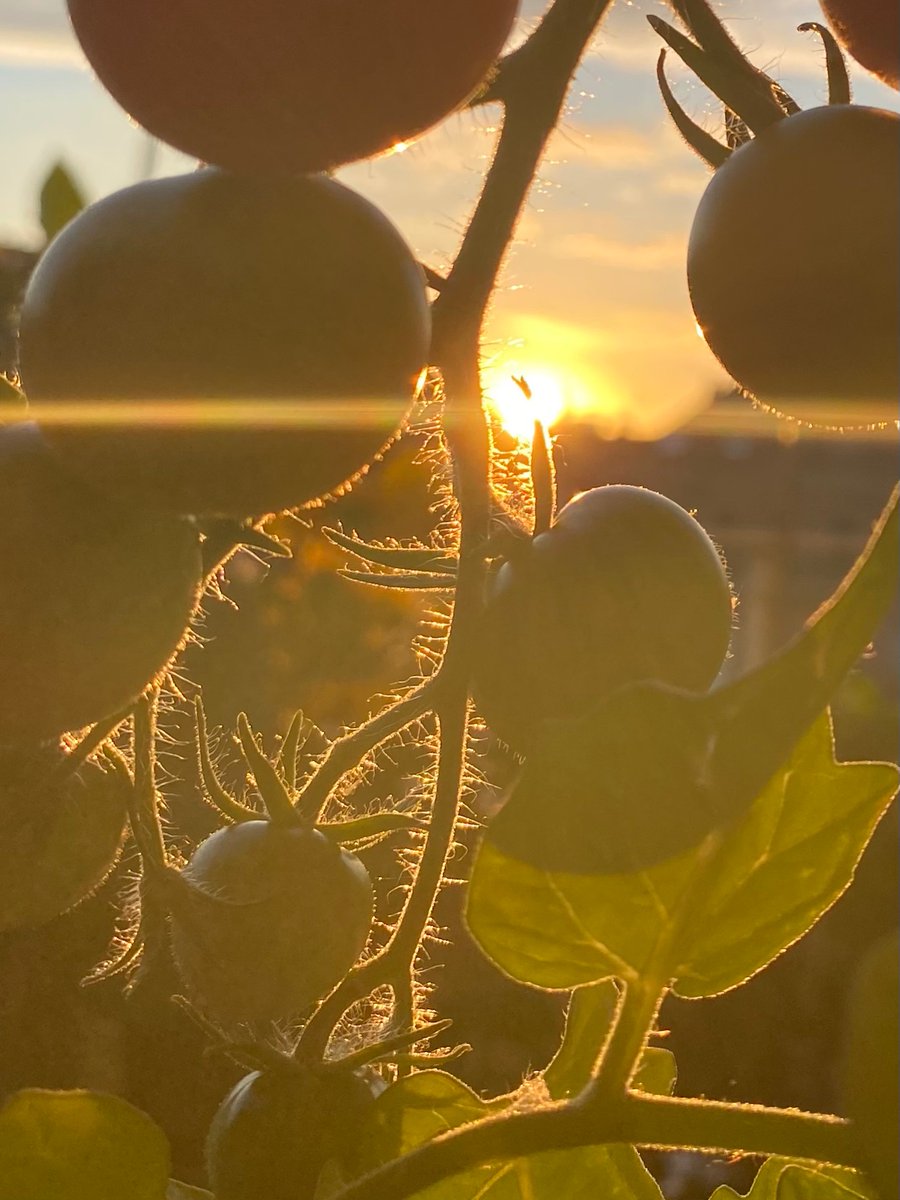 Lauras Garten 🌿 🌷 🌱 tweet media