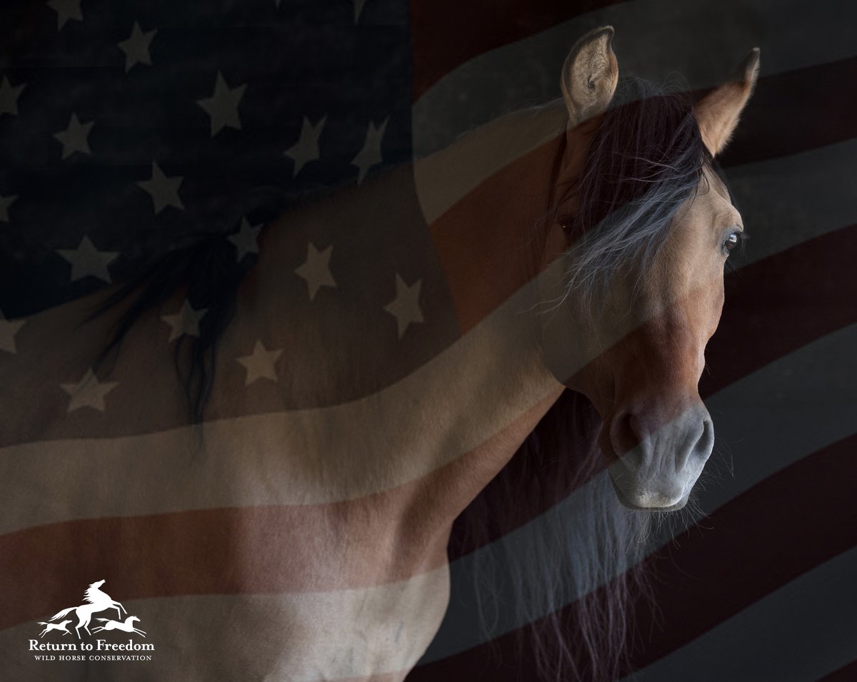 ReturnToFreedom's tweet photo. We celebrate those who dedicated their lives for our country and our freedoms and the equines that helped us fight for our freedoms. We remember our shared responsibility to protect their descendants, America's wild horses and burros @ReturnToFreedom #peace #liberty #justice https://t.co/1hcykYa504