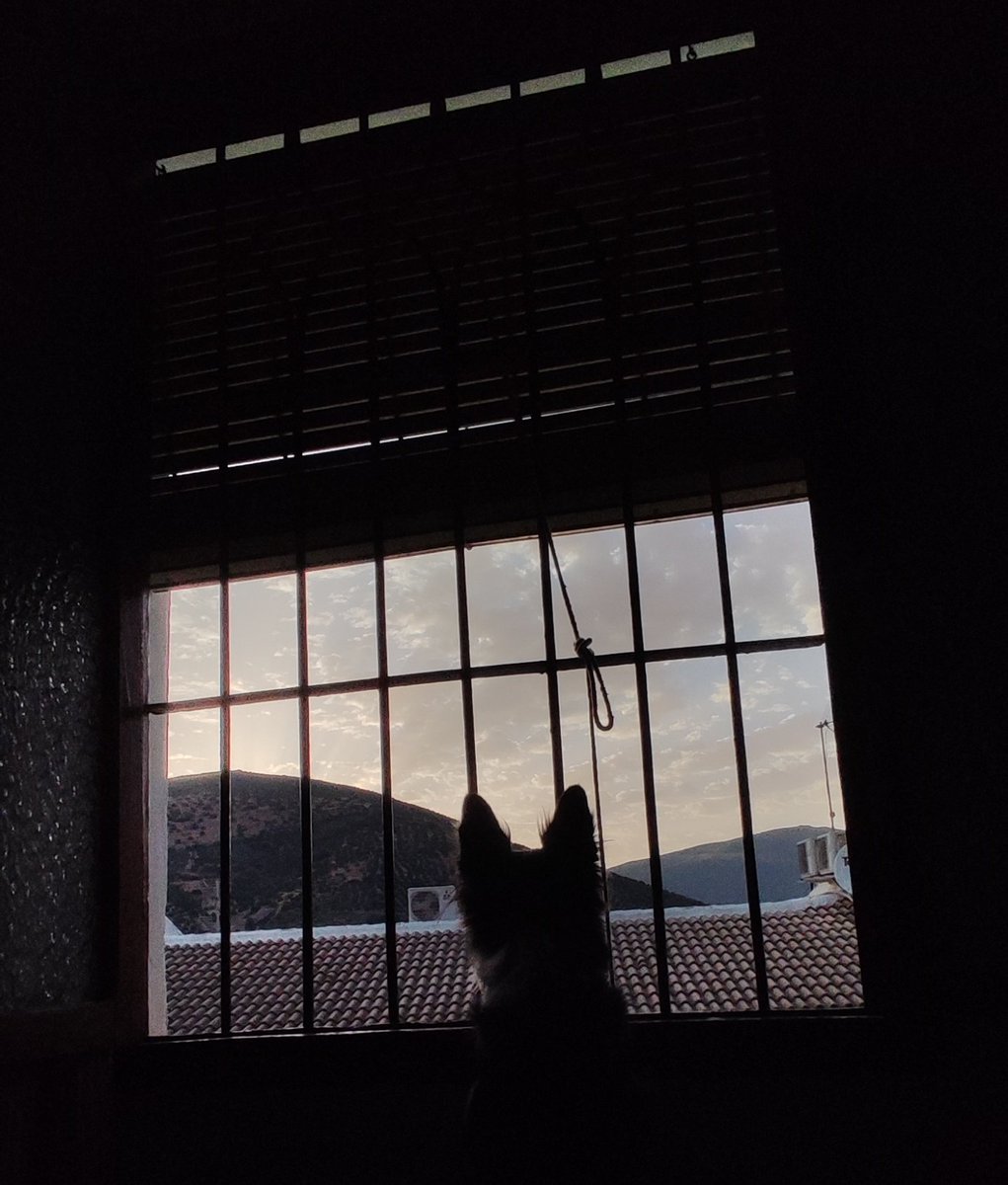Patriciaasm_'s tweet photo. Siempre me han gustado los atardeceres desde la ventana del salón.
Ahora que tienen orejas me gustan un poco más 🖤 https://t.co/nFR5LrY9Kz