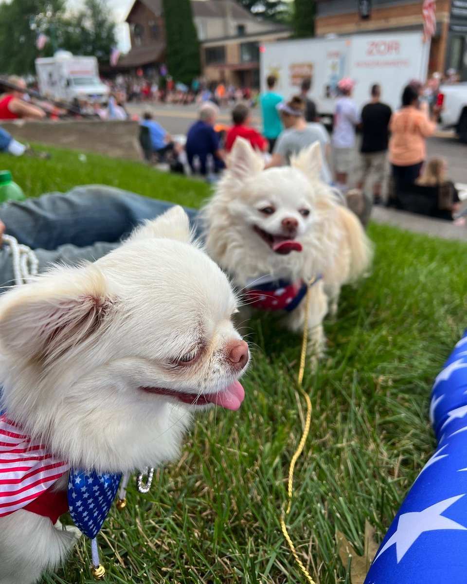 Jahnnalee's tweet photo. Gizmo and Starleena enjoyed the Fourth of July parade in their red, white, and blue attire 💙🤍❤️ #Happy4thofJuly #4thofjulyoutfit #dogsoftwitter #fashiondogs https://t.co/pzttk6qE2F