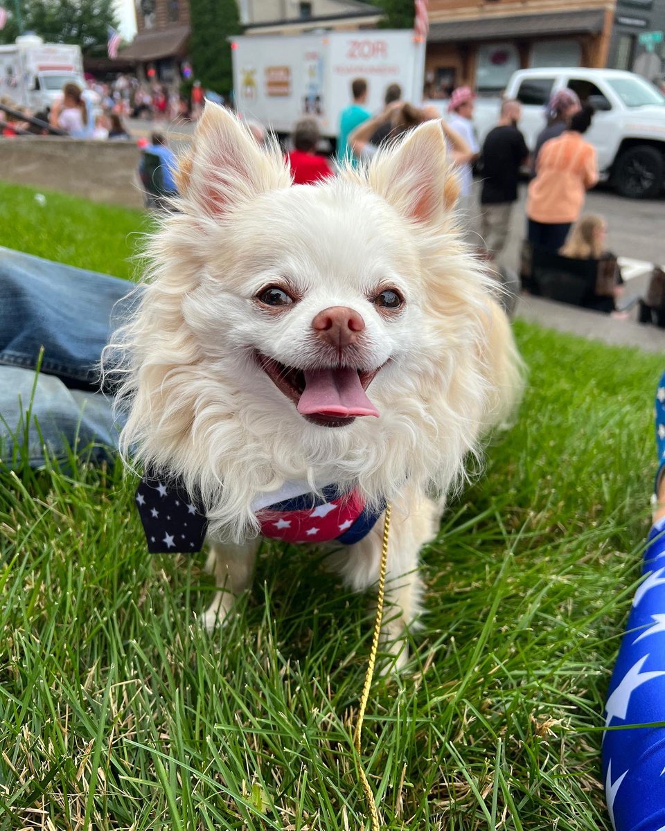 Jahnnalee's tweet photo. Gizmo and Starleena enjoyed the Fourth of July parade in their red, white, and blue attire 💙🤍❤️ #Happy4thofJuly #4thofjulyoutfit #dogsoftwitter #fashiondogs https://t.co/pzttk6qE2F