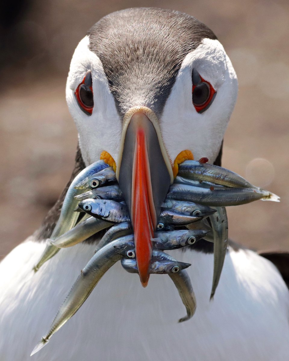 Took a well timed trip to the Farne Islands on Saturday, the day before Inner Farne and Staple Island closed to visitors due to an increase in bird flu cases. So sad 😔 

#puffins #farneislands #innerfarne #northumberland #BBCWildlifePOTD #photography #TwitterNatureCommunity