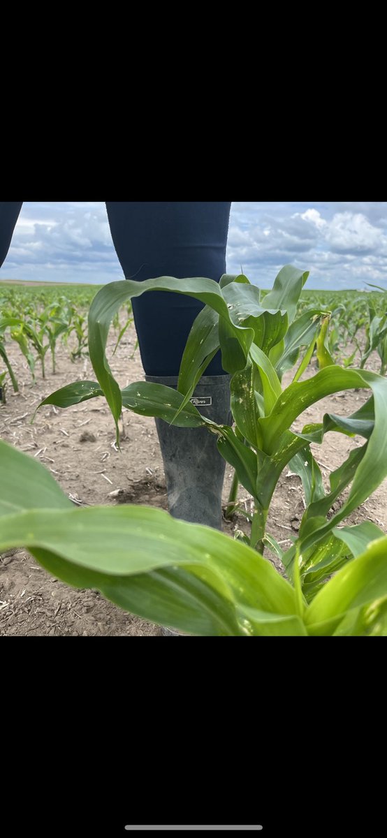 Knee-high by the 4th of July ✅🌽 <a href="/DEKALB_Canada/">DEKALB Canada</a>