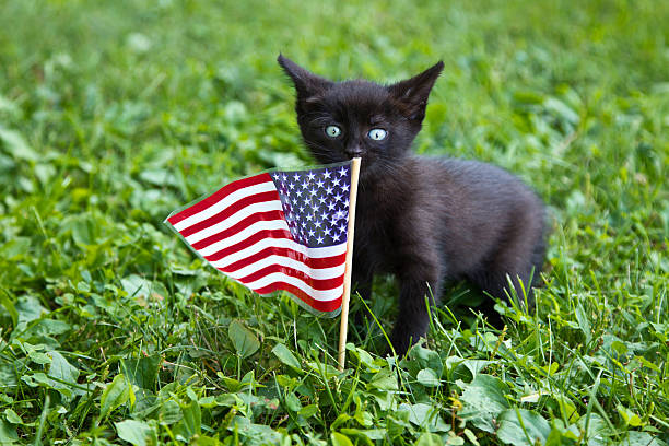 Happy 4th of July to all my wonderful U.S. friends and followers! 😊👏👍🇺🇸❤️ Kitten with US flag A kitten with US flag as foreground,