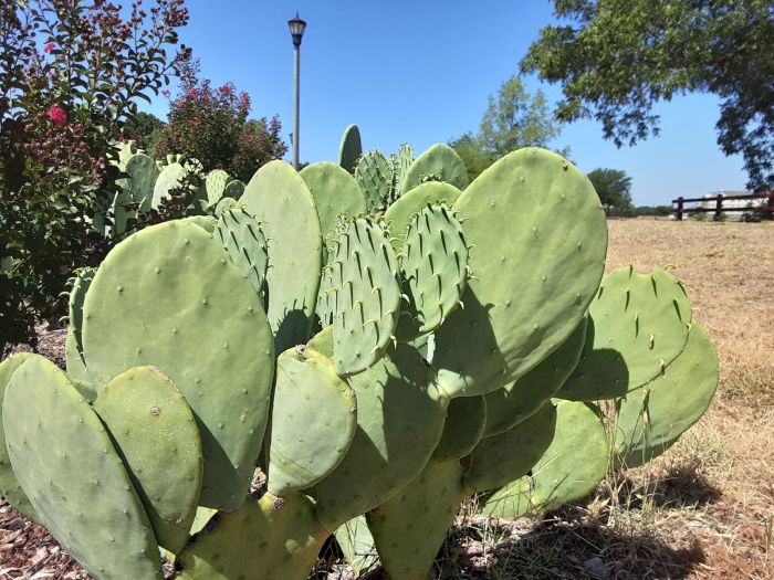 4th Of July Sikes Lake Cactus Chow Mein &amp; Barbecued Ribs. durangotexas.blogspot.com/2022/07/4th-of…