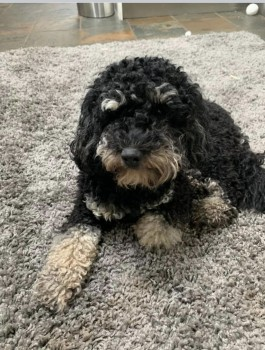 millypod1's tweet photo. BOSTON HOME SAFE. THANKS FOR RT's😊🐕🐾
🆘2 JULY 2022 #Lost BOSTON #ScanMe #Tagged
YOUNG Black & Tan Cockerpoo Male
nr Clarence Street #Padgate #Warrington #Cheshire #WA1 SIGHTINGS PLZ**
https://t.co/27cZwjn5jA https://t.co/IeI1IkysZT