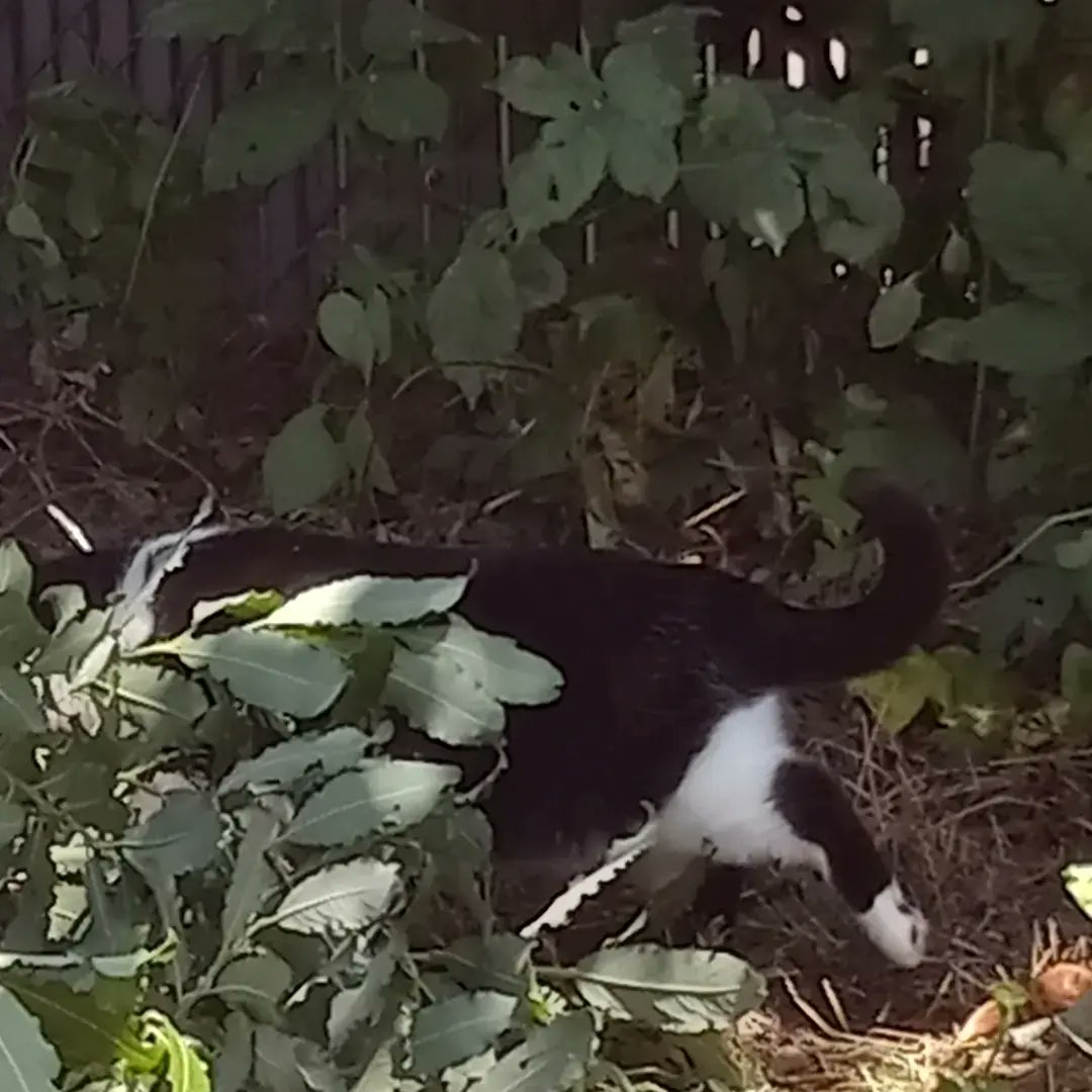 WesroUnited's tweet photo. My cat being a goof. I love her so much https://t.co/XfjTocSJGO
