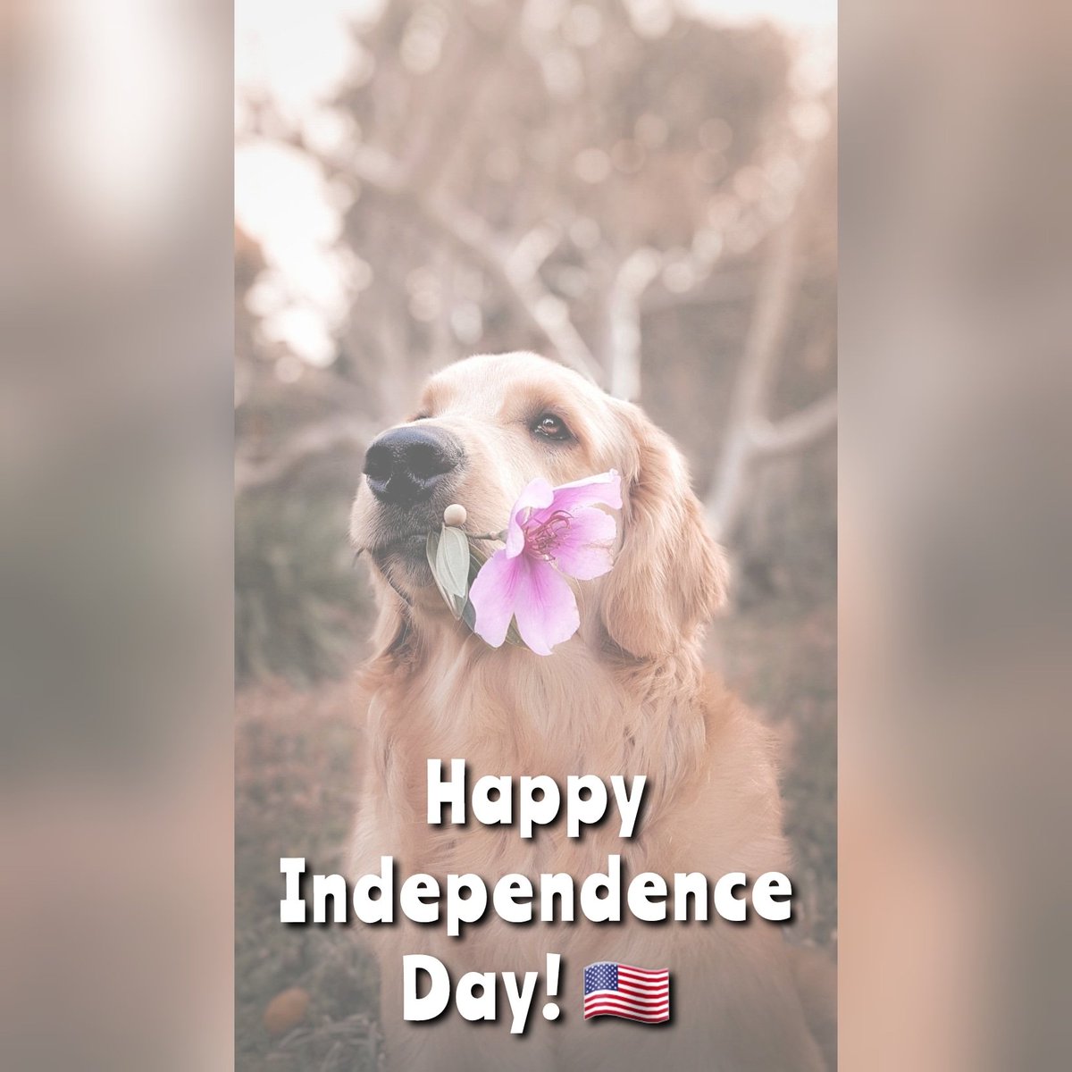 PetLevelUp's tweet photo. Happy 4th of July!!!🇺🇸🌎🐶
#dogtraining #ecollar #dogcollar #dogsofinstagram #dogstagram #dogtrainingadvice #dogtrainingtips #dogtrainingcollar #dogtrainingcollars #petlevelup https://t.co/oB53HbAUwr