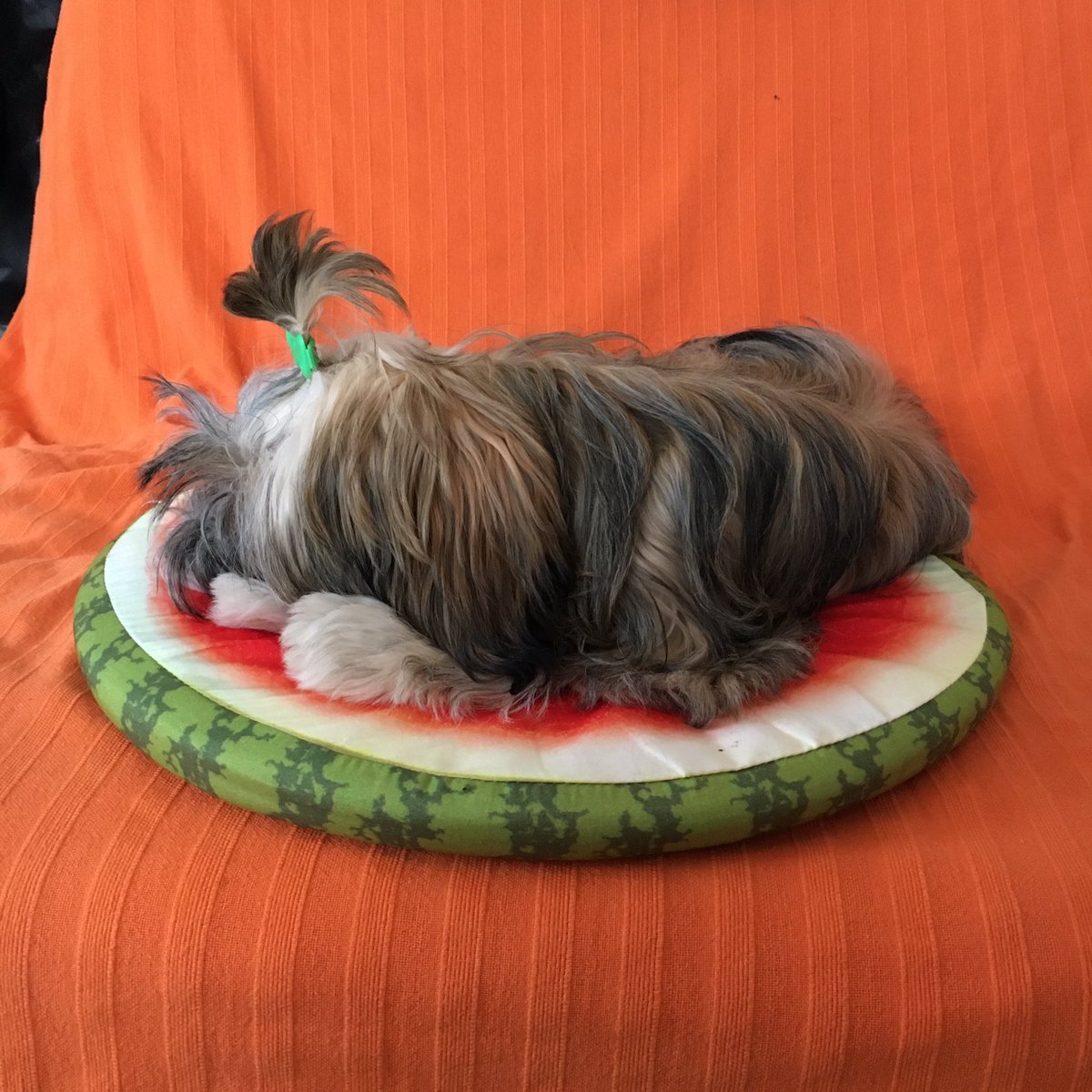 RenatheS's tweet photo. Mixi on the watermelon pillow ❤️
#havanese #puppy #havanais #watermelon #vattenmelon #hundvalp https://t.co/cdfIEU3rxV