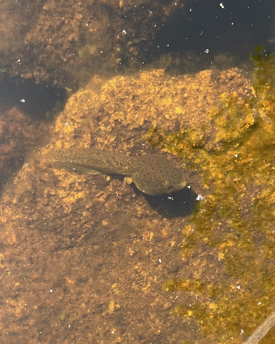 christine_doe's tweet photo. Sabbatical day 1. Submit paperwork I was avoiding. Take pic of tadpole. #sabbaticalgoals #findjoydaily https://t.co/bqkqwfgevC