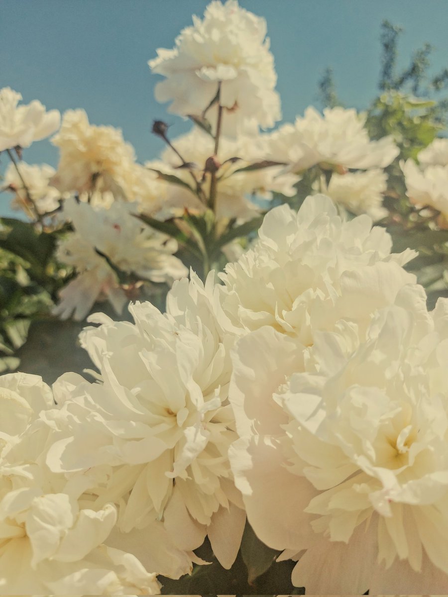 _KateNova118's tweet photo. Flowers 💐 https://t.co/DtMC1isSNB