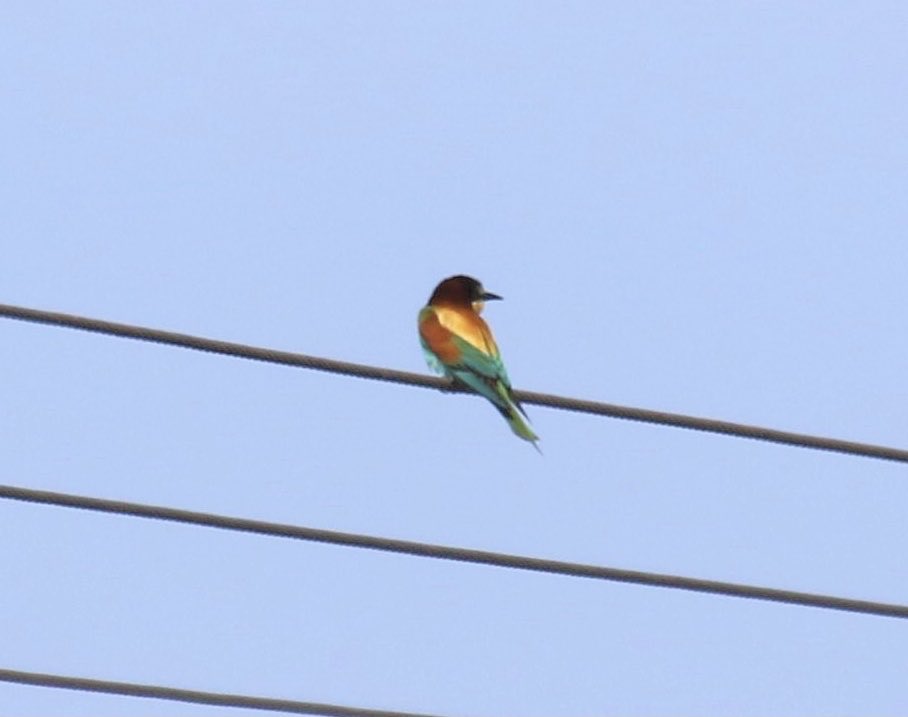 Whilst in Norfolk had to take a look at the bee eaters - bit distant but got good views through the scope #beeeaters #northnorfolk