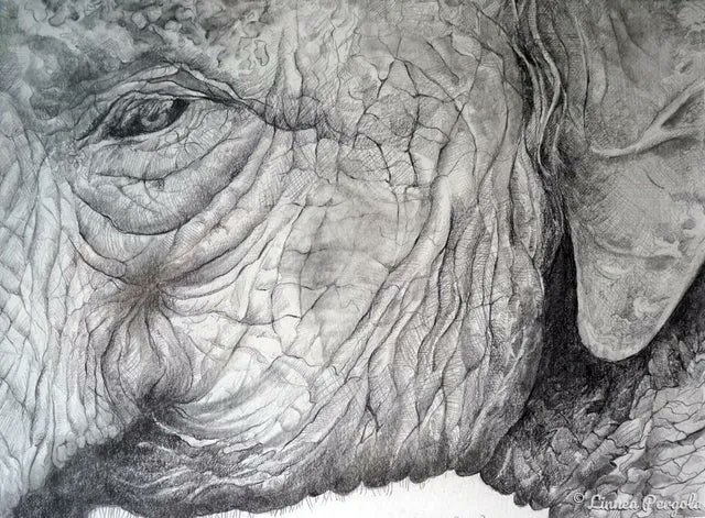 LinneaPergola's tweet photo. This is a detailed portrait of an older elephant at Elephant Nature Park in Thailand. #Elephants #oldElephants #elephantportrait #animals #thailand #elephantnaturepark #pencildrawings #pencil To see this #drawing by @LinneaPergola
https://t.co/vuN7rnOUV7 https://t.co/C9ckeNMnAK