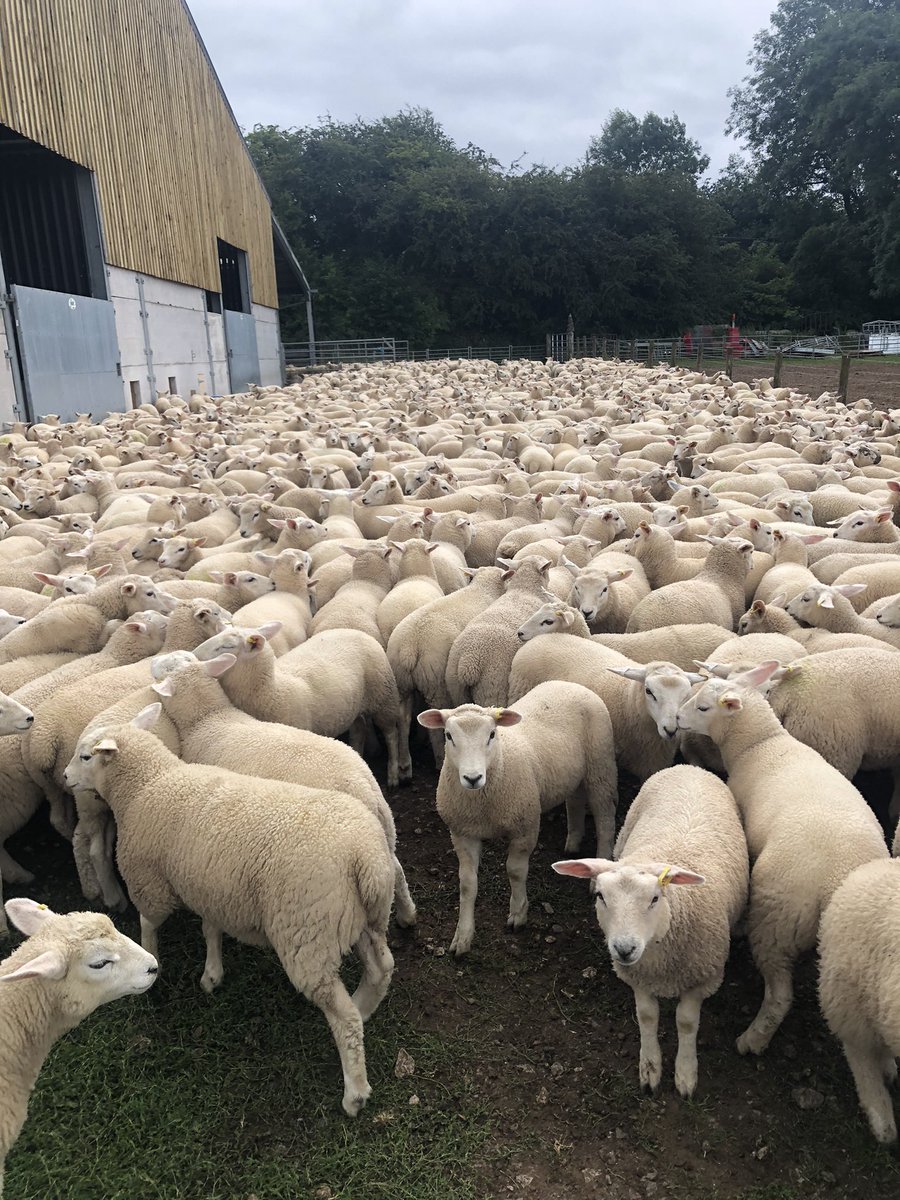 Nick Greaves tweet media