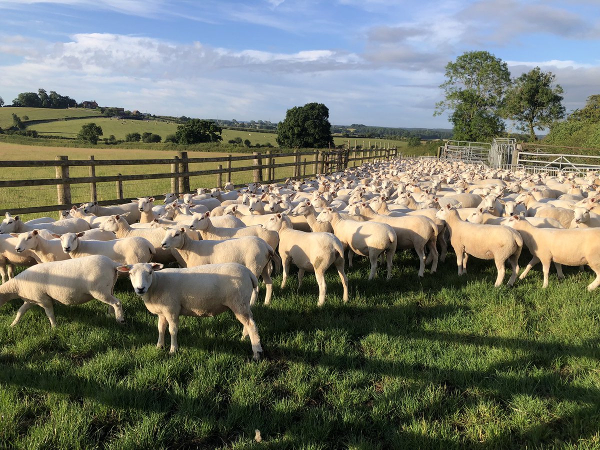 Nick Greaves tweet media