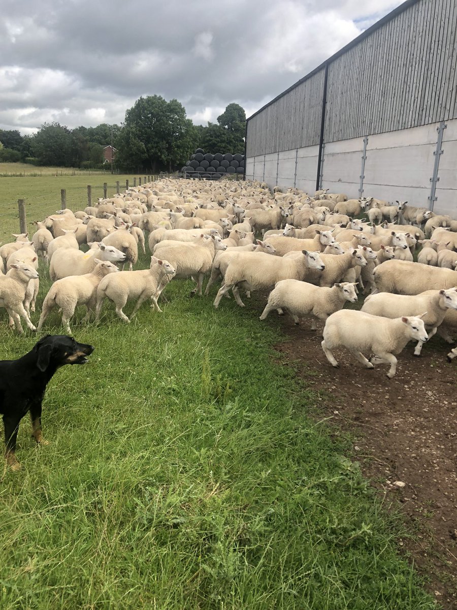 Weaning weekend at home, pleased with how they’ve done so far. Mobbed up, rotate and create a bit of grass hopefully ☘️